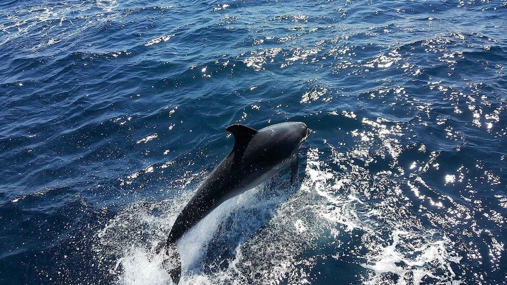 Picture 4 for Activity Lagos: 90-Minute Dolphin Watching by Catamaran