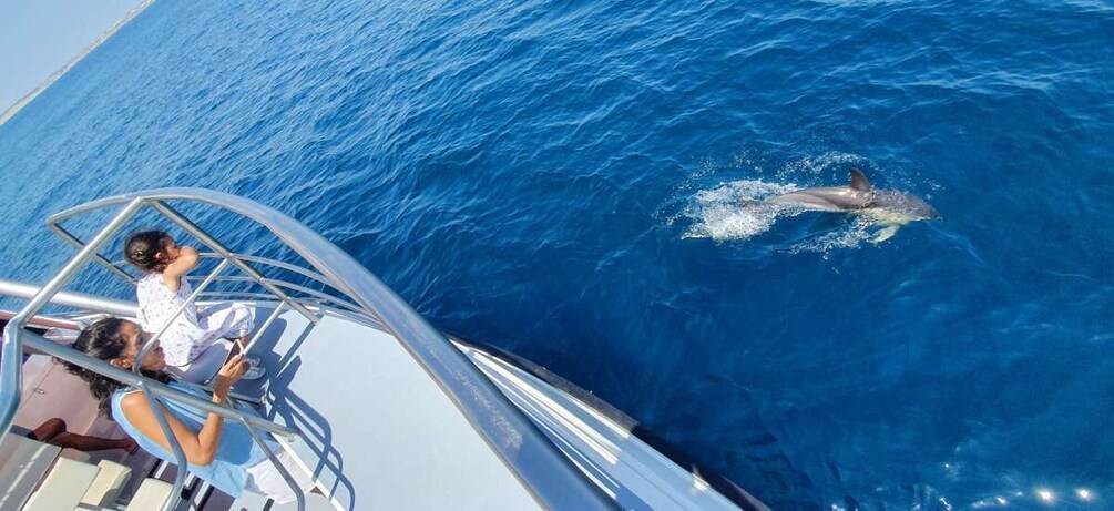 Picture 6 for Activity Lagos: 90-Minute Dolphin Watching by Catamaran