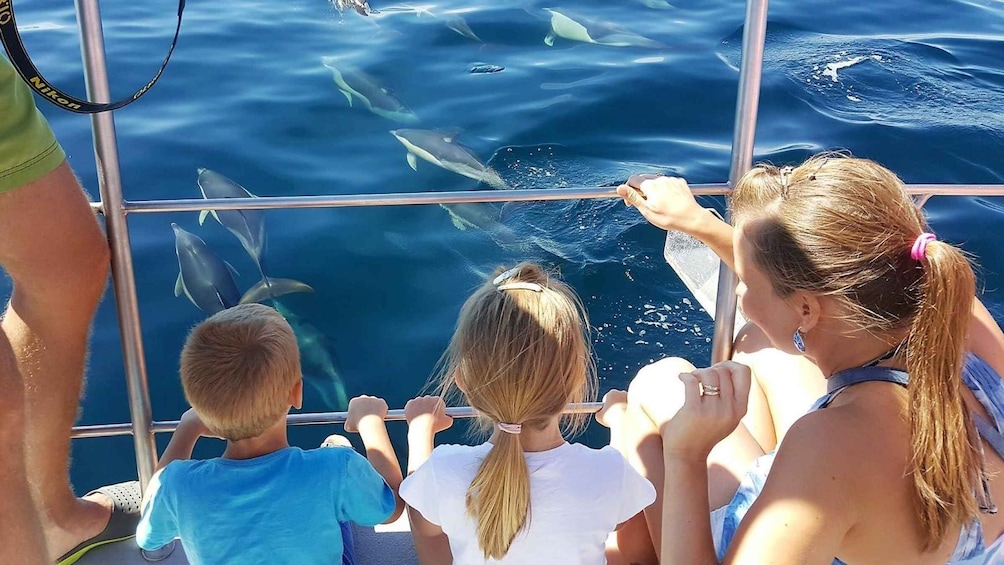 Picture 1 for Activity Lagos: 90-Minute Dolphin Watching by Catamaran