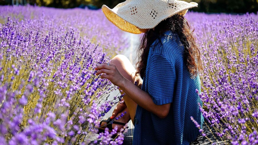 From Avignon: Lavender Fields & Luberon Village Guided Tour