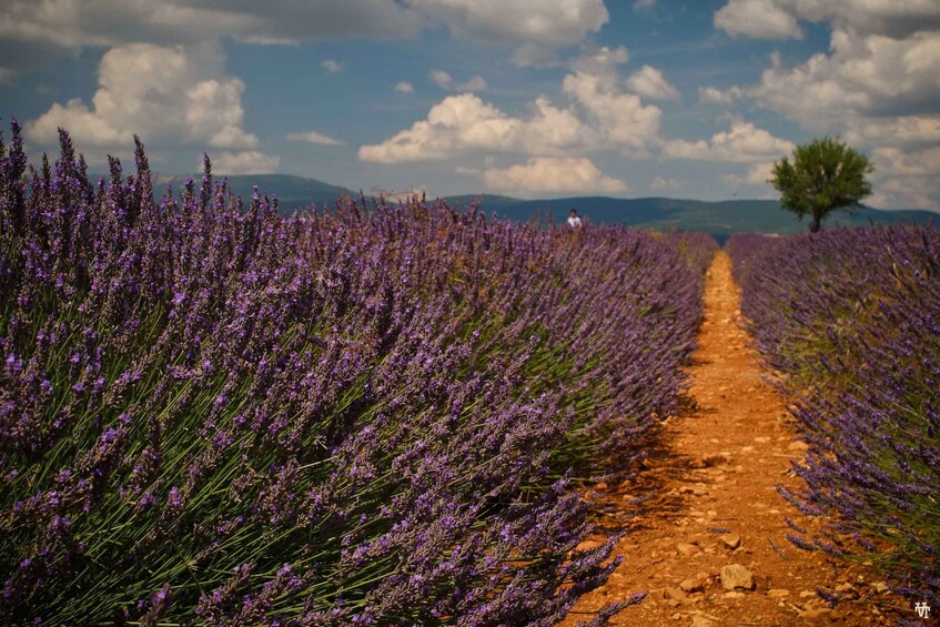 Picture 2 for Activity From Avignon: Lavender Fields & Luberon Village Guided Tour