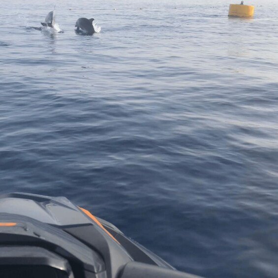 Picture 3 for Activity Marsaskala: Dolphin Watching Boat Tour