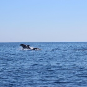 Marsaskala: Dolphin Watching Boat Tour