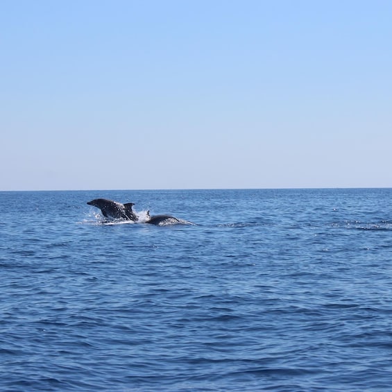 Marsaskala: Dolphin Watching Boat Tour