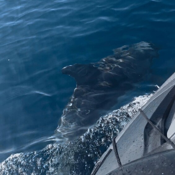 Picture 1 for Activity Marsaskala: Dolphin Watching Boat Tour