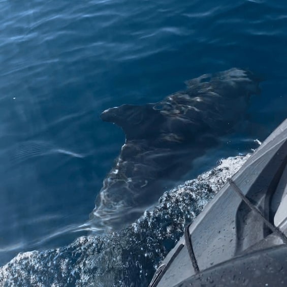 Picture 1 for Activity Marsaskala: Dolphin Watching Boat Tour
