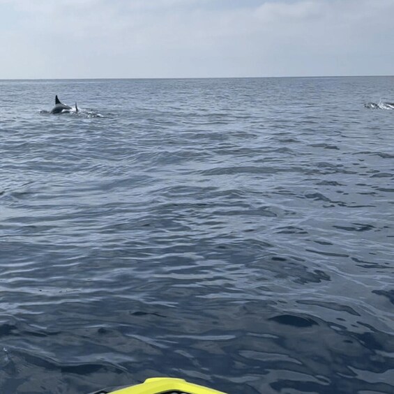 Picture 4 for Activity Marsaskala: Dolphin Watching Boat Tour