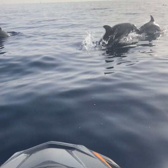 Picture 2 for Activity Marsaskala: Dolphin Watching Boat Tour