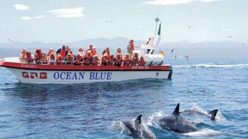 Plettenberg Bay: Dolphin and Marine Boat Tour