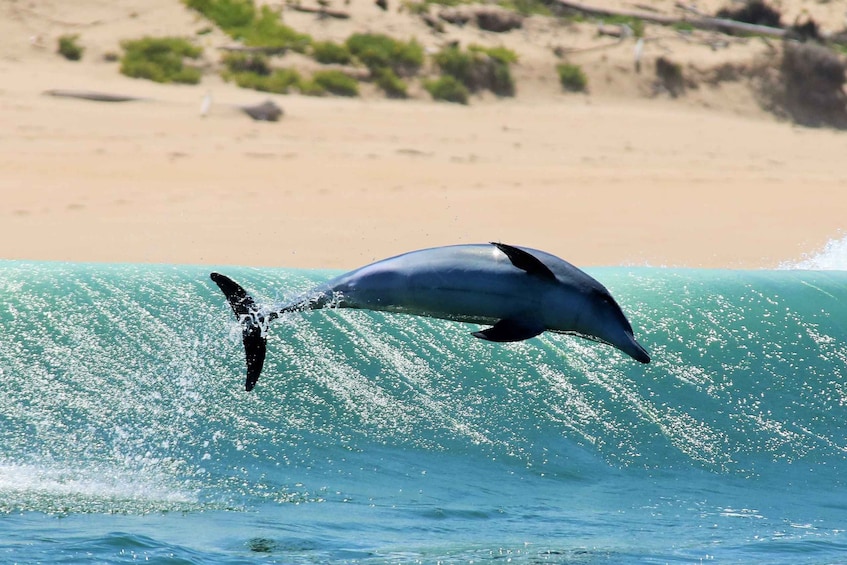 Picture 8 for Activity Plettenberg Bay: Dolphin and Marine Boat Tours