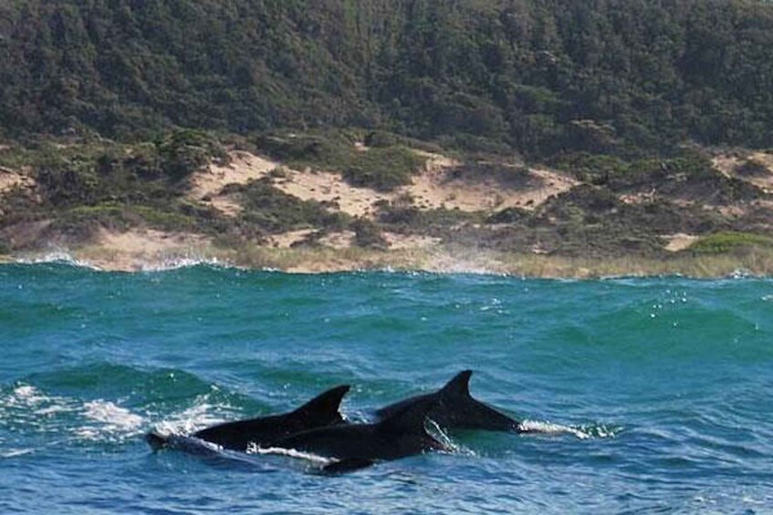 Picture 4 for Activity Plettenberg Bay: Dolphin and Marine Boat Tours