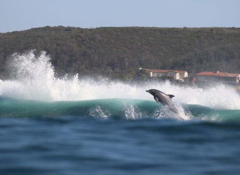 Picture 10 for Activity Plettenberg Bay: Dolphin and Marine Boat Tours