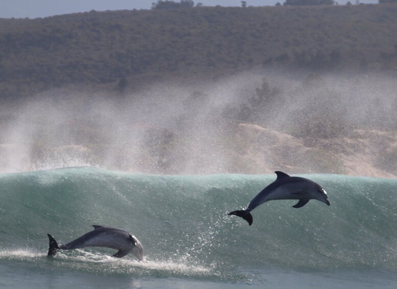 Picture 9 for Activity Plettenberg Bay: Dolphin and Marine Boat Tours