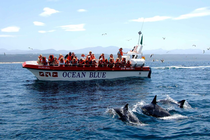 Picture 3 for Activity Plettenberg Bay: Dolphin and Marine Boat Tours