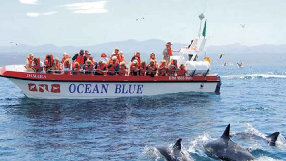 Plettenberg Bay: Dolphin and Marine Boat Tours