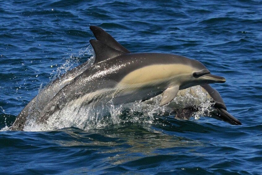 Picture 5 for Activity Plettenberg Bay: Dolphin and Marine Boat Tours