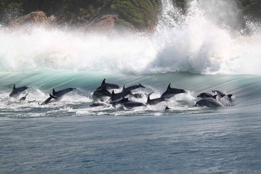 Picture 6 for Activity Plettenberg Bay: Dolphin and Marine Boat Tours