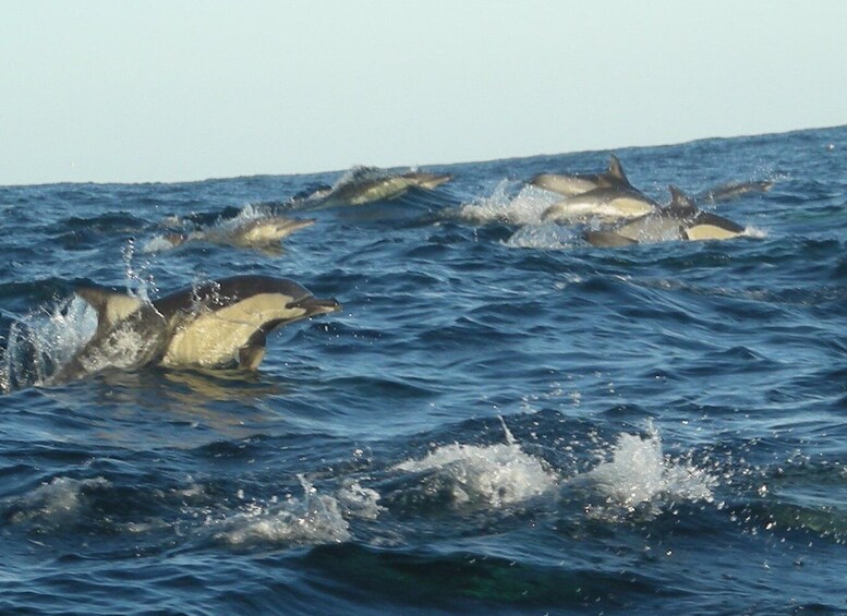 Picture 11 for Activity Plettenberg Bay: Dolphin and Marine Boat Tours