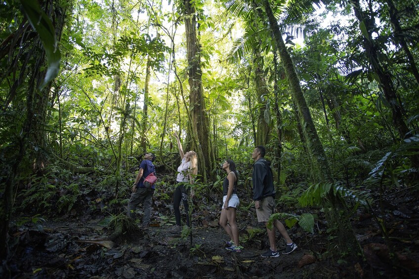 Lush green trees on the Arenal Volcano Expedition