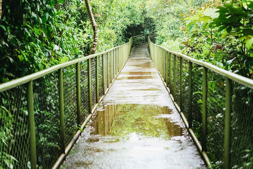 Picture 4 for Activity Río Celeste National Park Hike