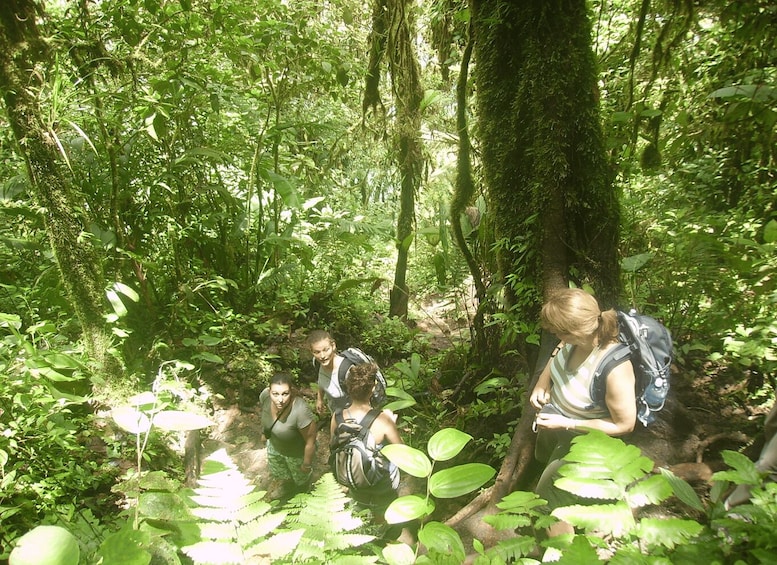 Picture 1 for Activity Río Celeste National Park Hike