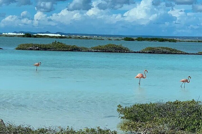 Small-Group Guided North & South Tour of Bonaire with Pick Up