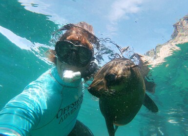 Plettenberg Bay: Schwimmen mit Robben