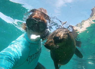 Bahía de Plettenberg: nada con focas