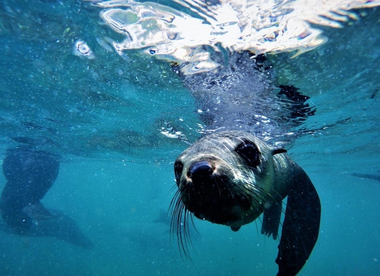 Picture 1 for Activity Plettenberg Bay: Swim with Seals