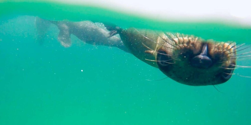 Picture 7 for Activity Plettenberg Bay: Swim with Seals