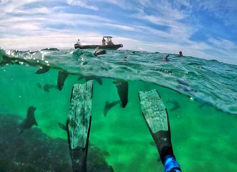 Picture 3 for Activity Plettenberg Bay: Swim with Seals