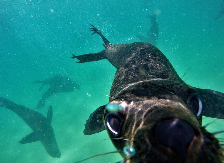 Picture 8 for Activity Plettenberg Bay: Swim with Seals