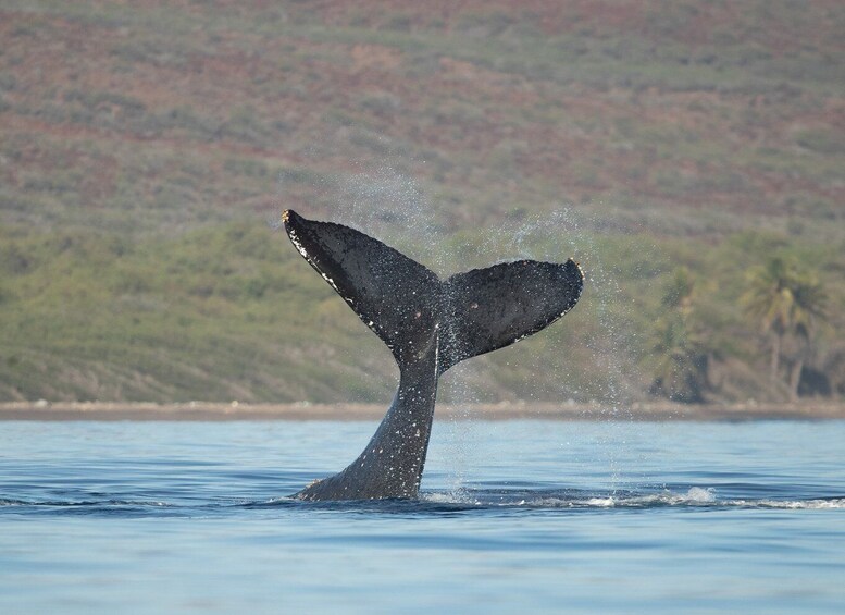 Picture 20 for Activity South Maui: PM Snorkel to Coral Gardens or Molokini Crater