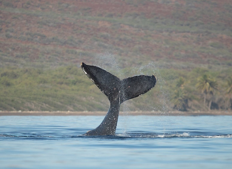 Picture 20 for Activity South Maui: PM Snorkel to Coral Gardens or Molokini Crater