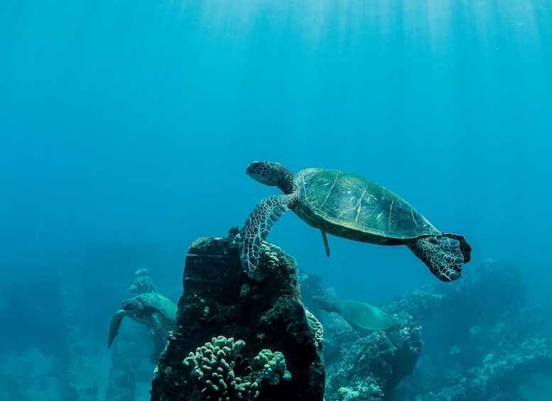 Picture 18 for Activity South Maui: PM Snorkel to Coral Gardens or Molokini Crater