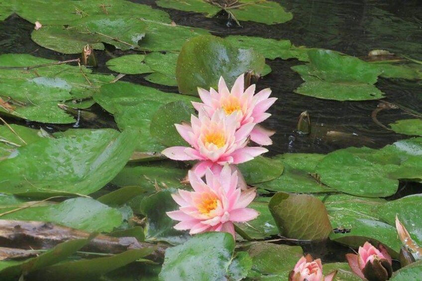 Lankester Botanical Garden