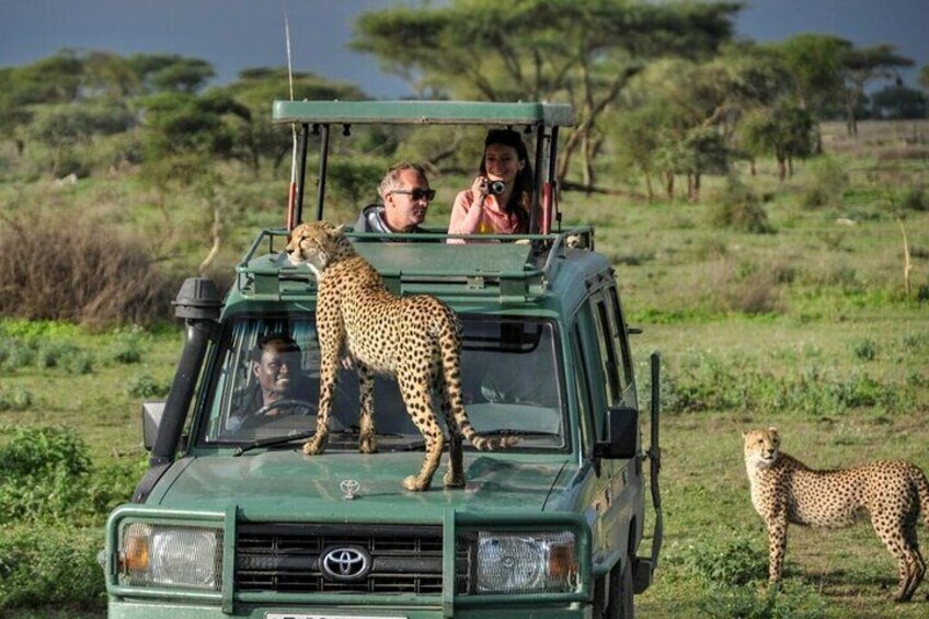 2-Days Solio Ranch Safari by 4x4 Land Cruiser Jeep