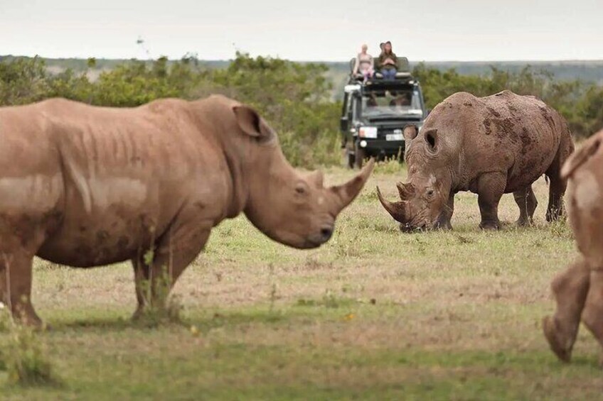  2-Days Solio Ranch Safari by 4x4 Land Cruiser Jeep 