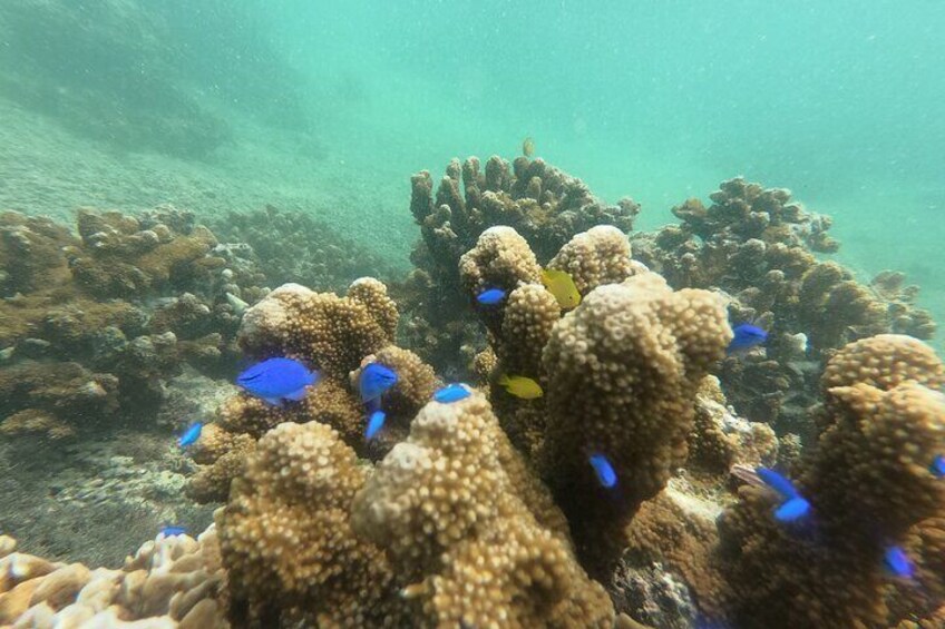 Fish on the Motobu peninsular 