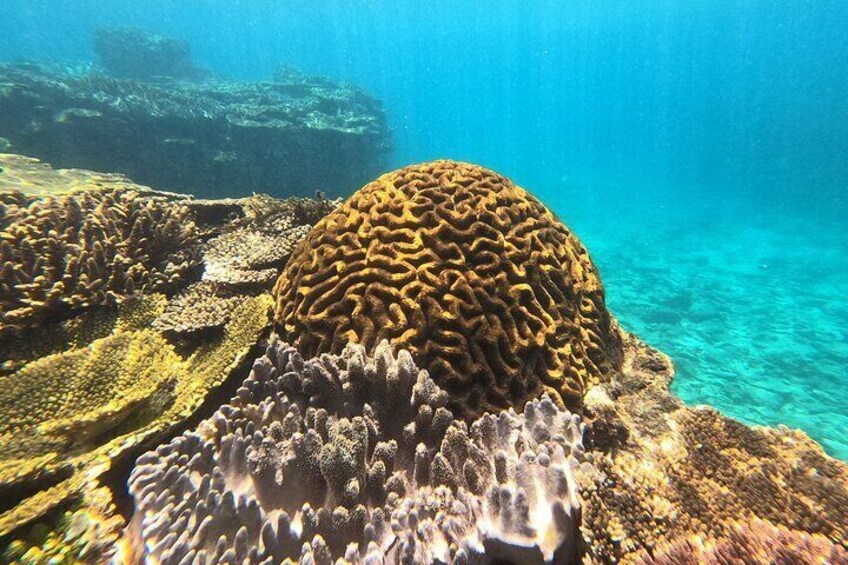Corals on the Motobu peninsular