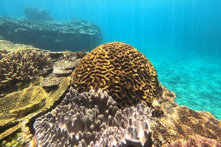Corals on the Motobu peninsular