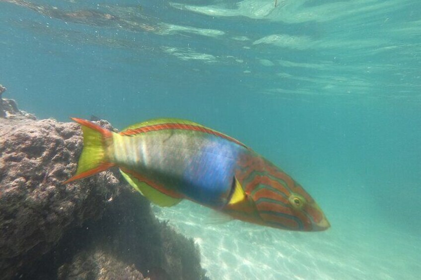 Fish on the Motobu peninsular 