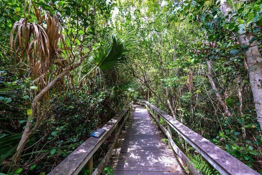 Mahogany Hammock Trail