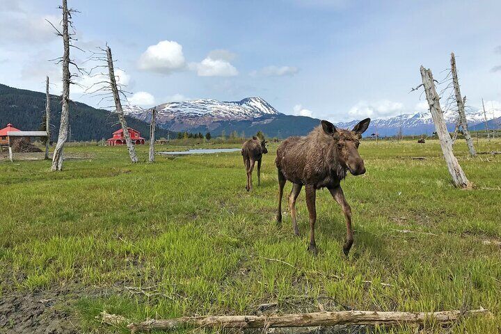 Anchorage to Seward Wildlife Adventure