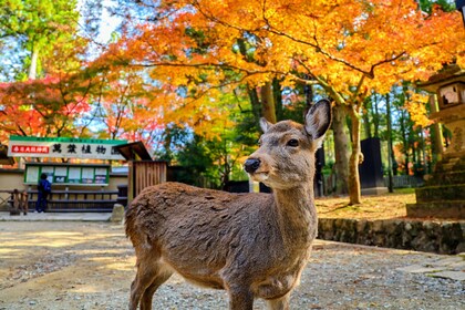 1-dags busstur til historiske Nara og Kyoto