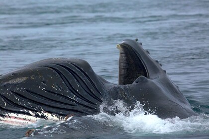 Whale Watching Tour in Victoria, BC