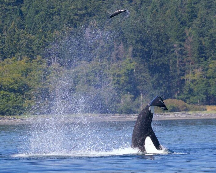 Picture 11 for Activity Whale Watching Tour in Victoria, BC