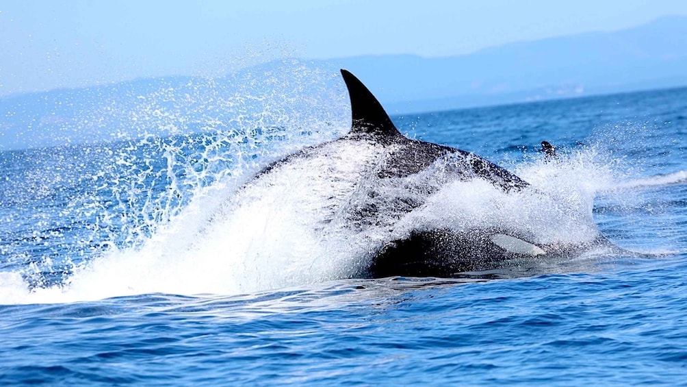 Picture 7 for Activity Whale Watching Tour in Victoria, BC