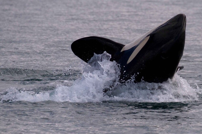 Picture 2 for Activity Whale Watching Tour in Victoria, BC