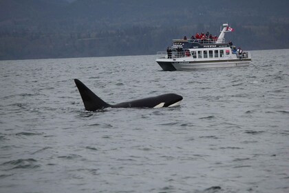 Victoria BC: 3 timmars valskådningstur med expeditionskatamaran